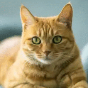 A relaxed orange tabby cat with green eyes lying on a blue sofa.