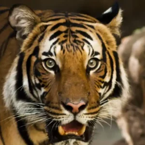 A Bengal tiger with bright eyes and open mouth, standing with stripes visible.