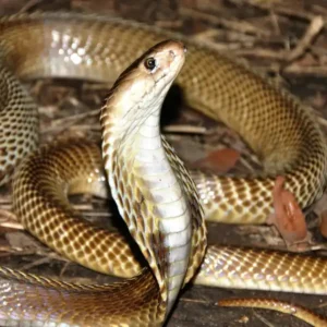 A light brown cobra with its hood slightly raised, on a forest floor.