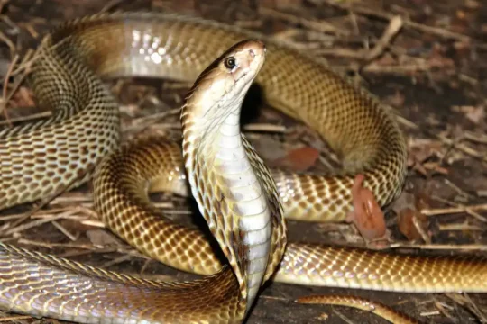A light brown cobra with its hood slightly raised, on a forest floor.