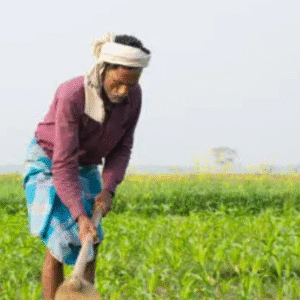 Indian farmer working in a green agricultural field during daytime