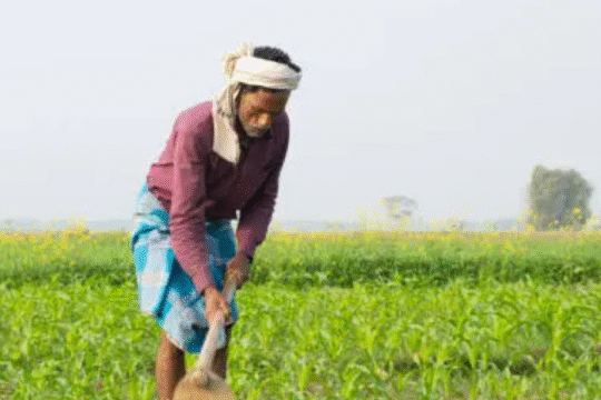 Indian farmer working in a green agricultural field during daytime