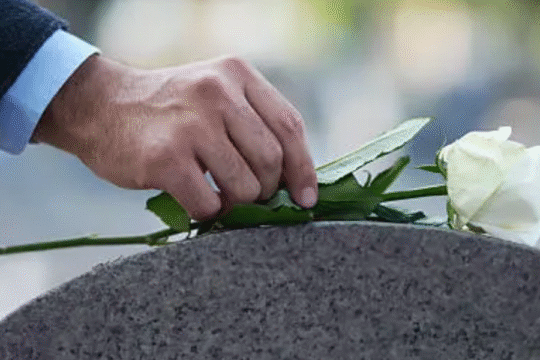A hand placing a white rose on a gravestone as a gesture of remembrance.