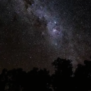 Star-filled night sky with silhouette of trees beneath the Milky Way.